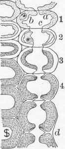 Fig. 10.   Diagram showing growth of the cell wall.
