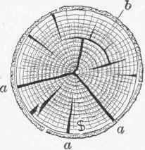 Fig. 14.   End of oak log exposed to the weather, a, wind check; 6, shake.