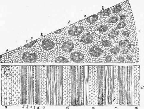 Part First Structure Of Wood 2