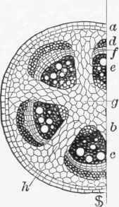 Part First Structure Of Wood 3