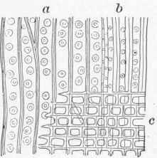 Part First Structure Of Wood 4
