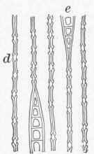 Part First Structure Of Wood 5