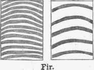 A The Structure And Composition Of Wood 3