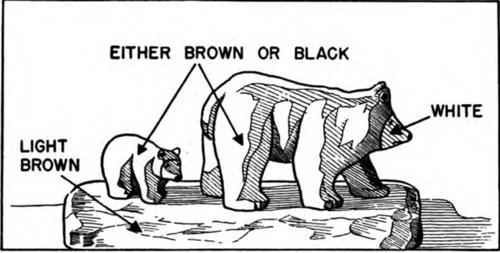 How To Whittle a Bear And a Cub 84