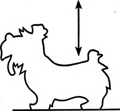 How To Whittle a Mutt 35