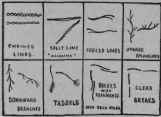 Chiromantic Observations Of The Lines In General I 233