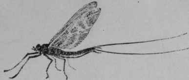 List Of Marine Gamefish 94