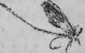 Of American Marine And Freshwater Gamefish In Thei 93