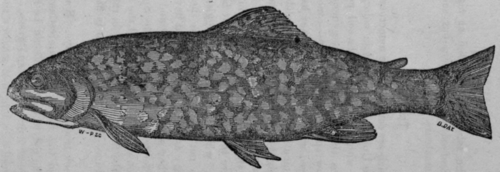 Brook Trout