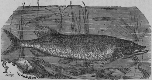 Pickerel