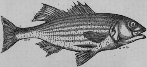 Striped Bass