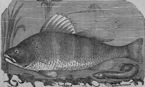Yellow Perch