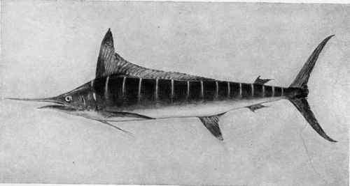 SPEARFISH OR MARLIN.