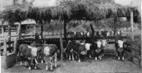 Four H Club Herefords In Texas