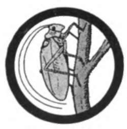 Insect Life