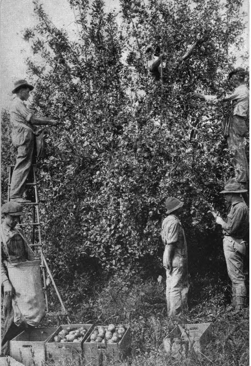 Scouts Trimming Trees