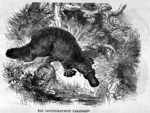 The Ornithorhynchus Paradoxus.