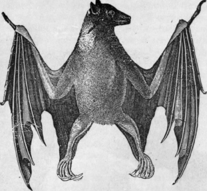 VAMPIRE BAT.