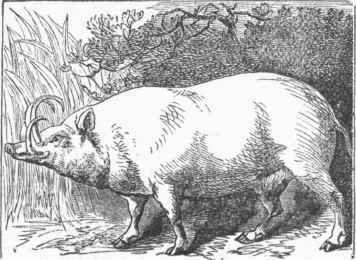Babyroussa (Sua babirusa).