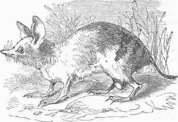 Banded Bandicoot (Perameles fasciata).