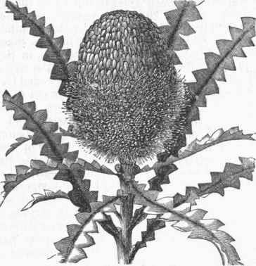Banksia speciosa.