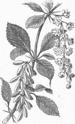 Barberry (Berberis vulgaris).
