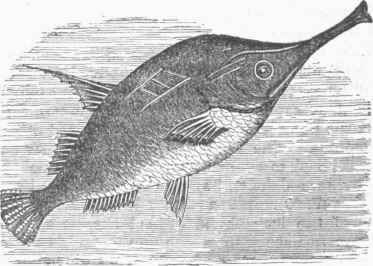 Bellows Fish 0200290