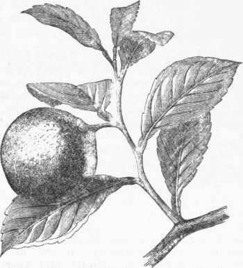 Bergamot (Citrus margarita).