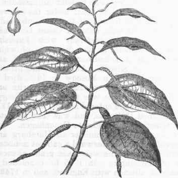 Betel Pepper (Piper betle).