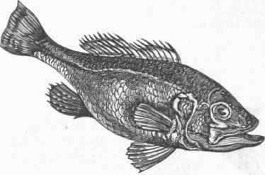 Black Bass (Grystes nigricans).