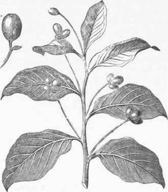 Black Gum, Leaves and Fruit.