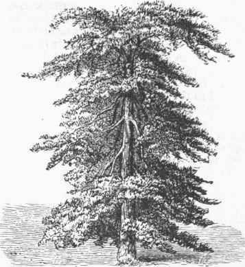 Black Gum Tree (Nyssa multiflora).