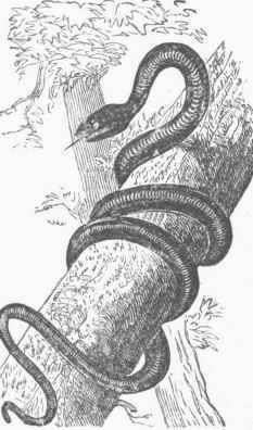 Black Snake.