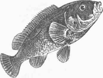 Black fish (Tautoga Americana).