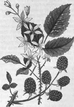 Blackberry (Rubus villosus).