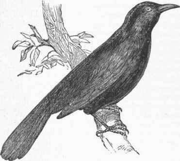 Blackbird (Turdus merula).