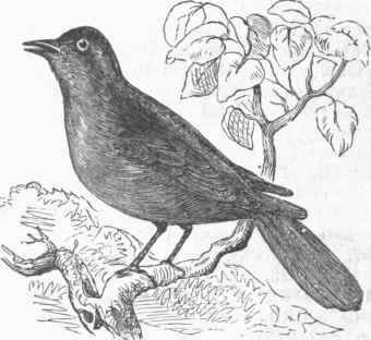 Blackcap (Sylvia ntricapilla).