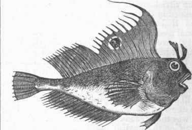 Blenny (Blennius ocellaris).