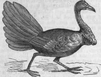 Brush Turkey (Talegalla Lathami).