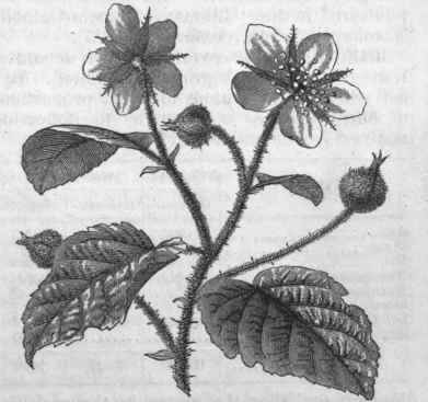 Dewberry (Rubus caesius).