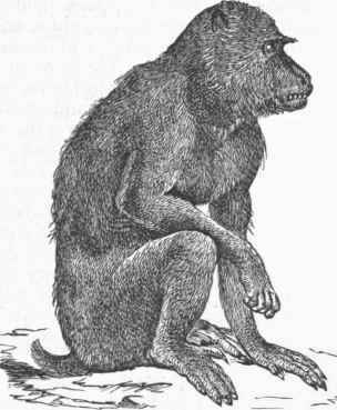 Drill (Cynocephalus leucophseus).
