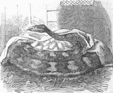 Female Python incubating.