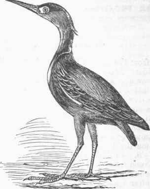 Green Bittern or Green Heron (Butorides virescens).