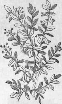 Leaves and Fruit of Cox.