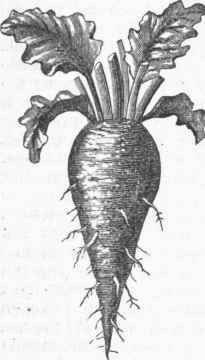 Long Blood Beet.