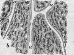 Longitudinal section of bone with Haversian canals, a a, and lacunse, b (less magnified than the preceding).
