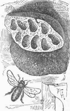 Mason Bee and Nest.