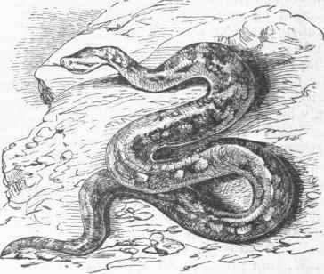 Natal Rock Snake (Hortalia Natalensis).