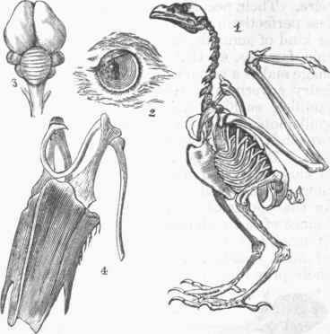 Parts of a Bird
