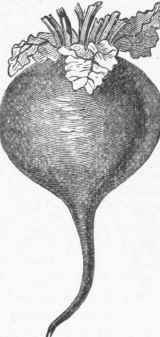 Round Blood Beet.